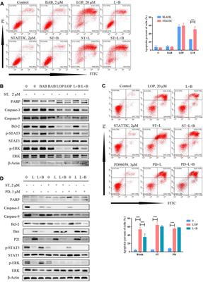 Corrigendum: Effects of Xiao Chengqi formula on slow transit constipation by assessing gut microbiota and metabolomics analysis in vitro and in vivo